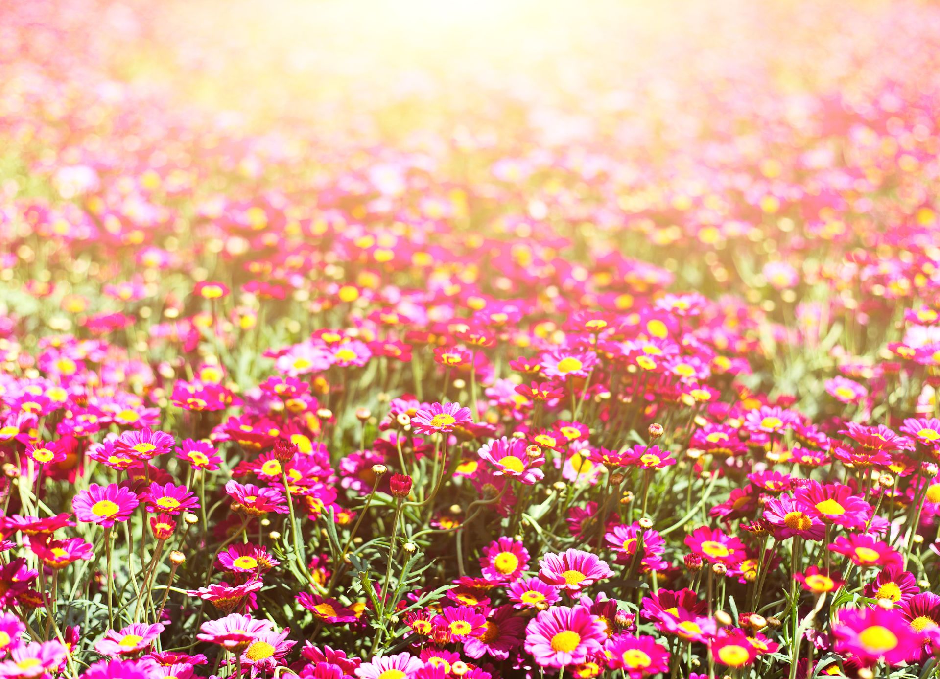 1000flores