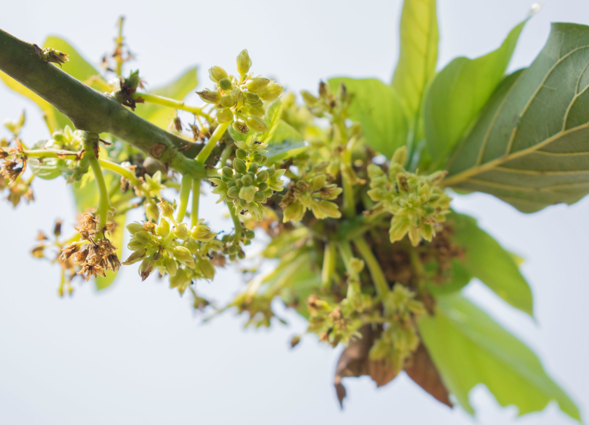 Flor de Aguacate