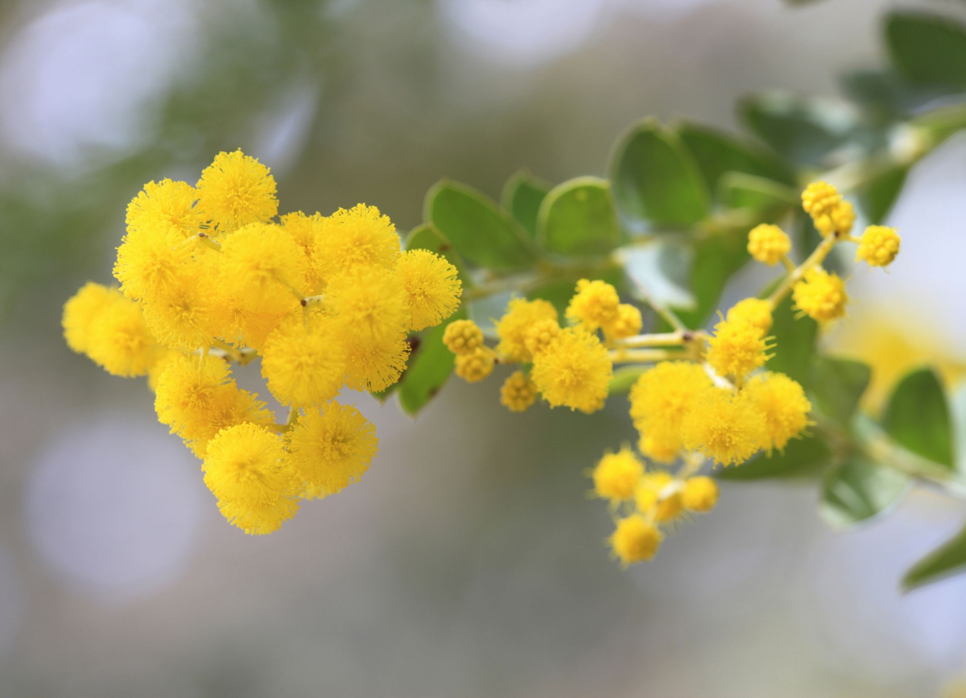Flor de acacia