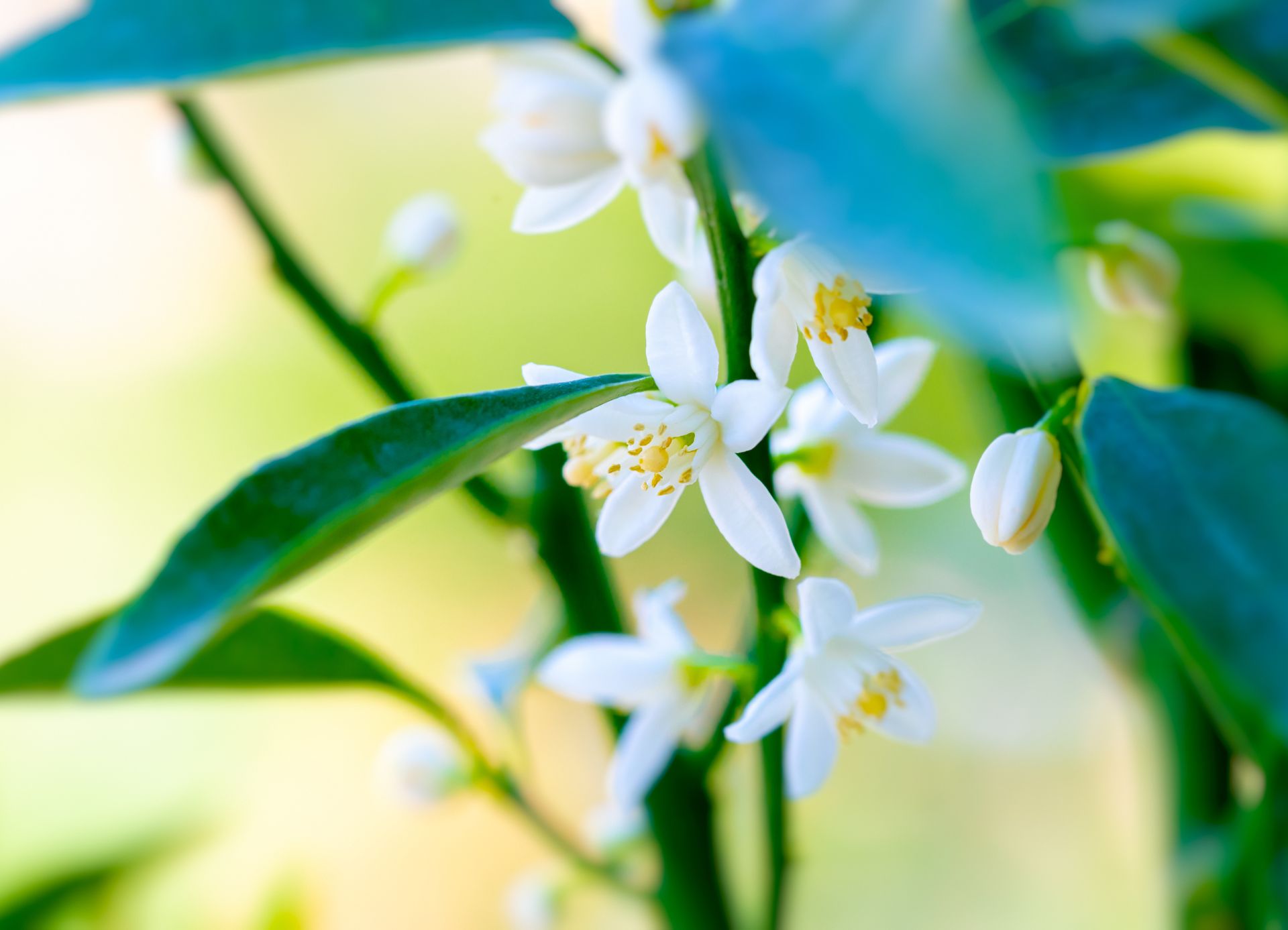 Flor de Mandarino