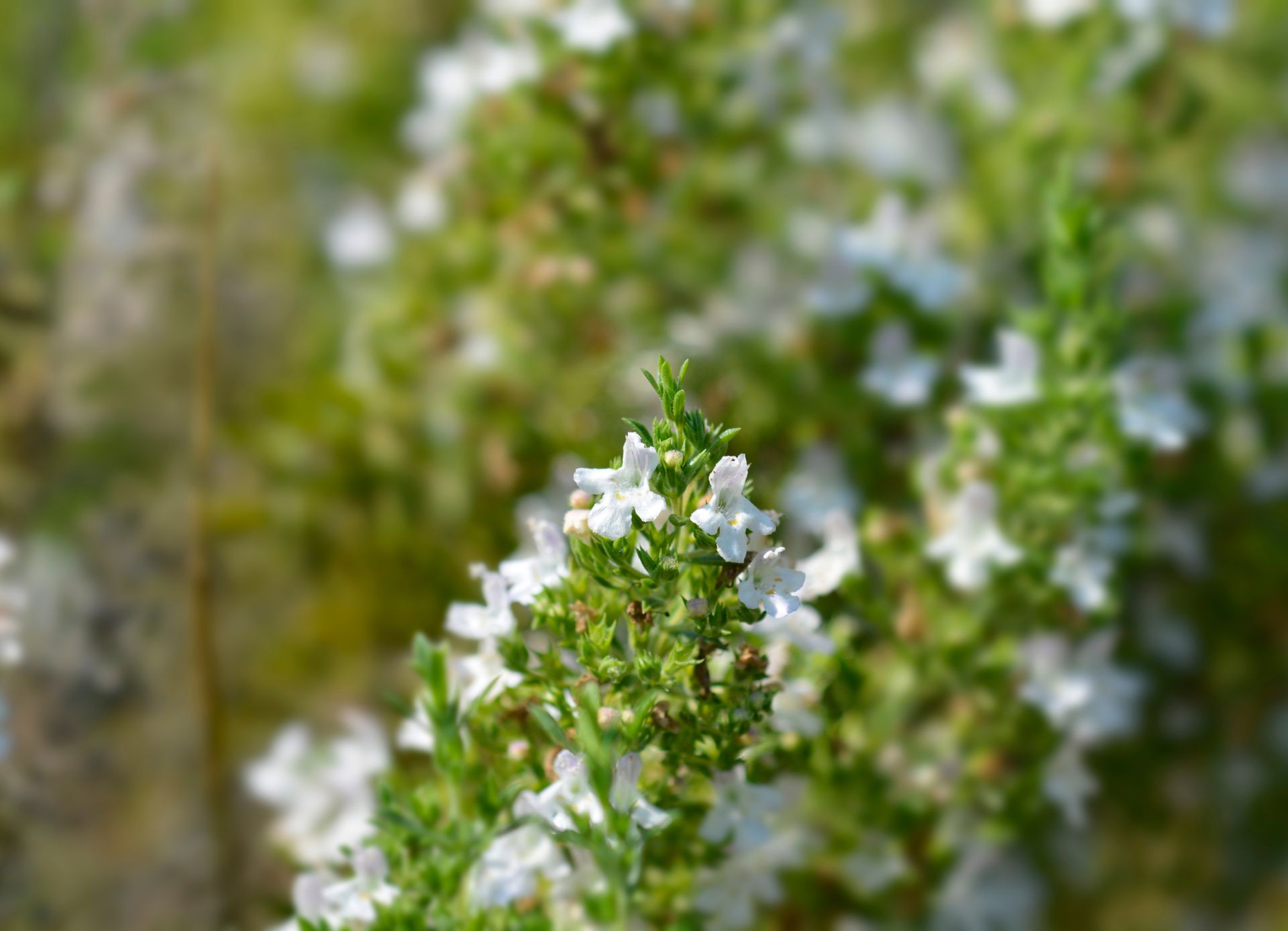 Flor Ajedrea
