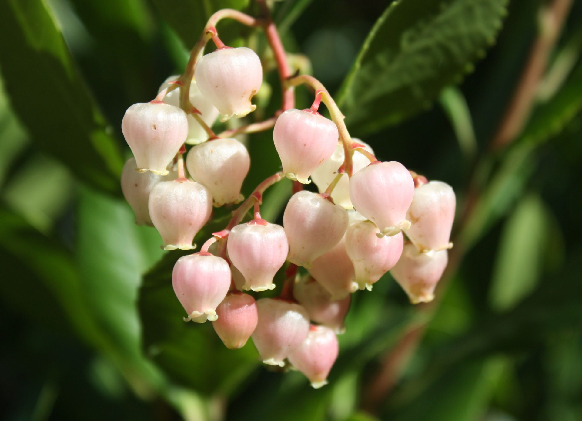Flor de Madroño
