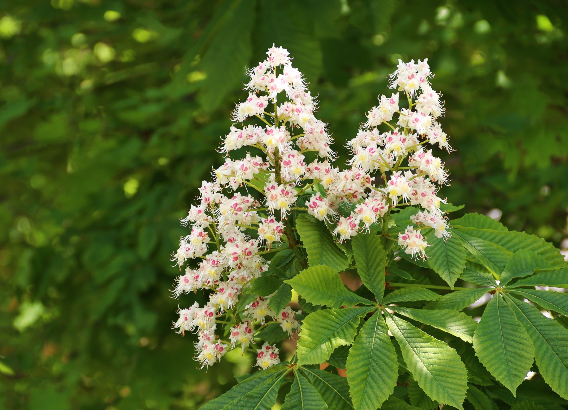 Castaño en flor