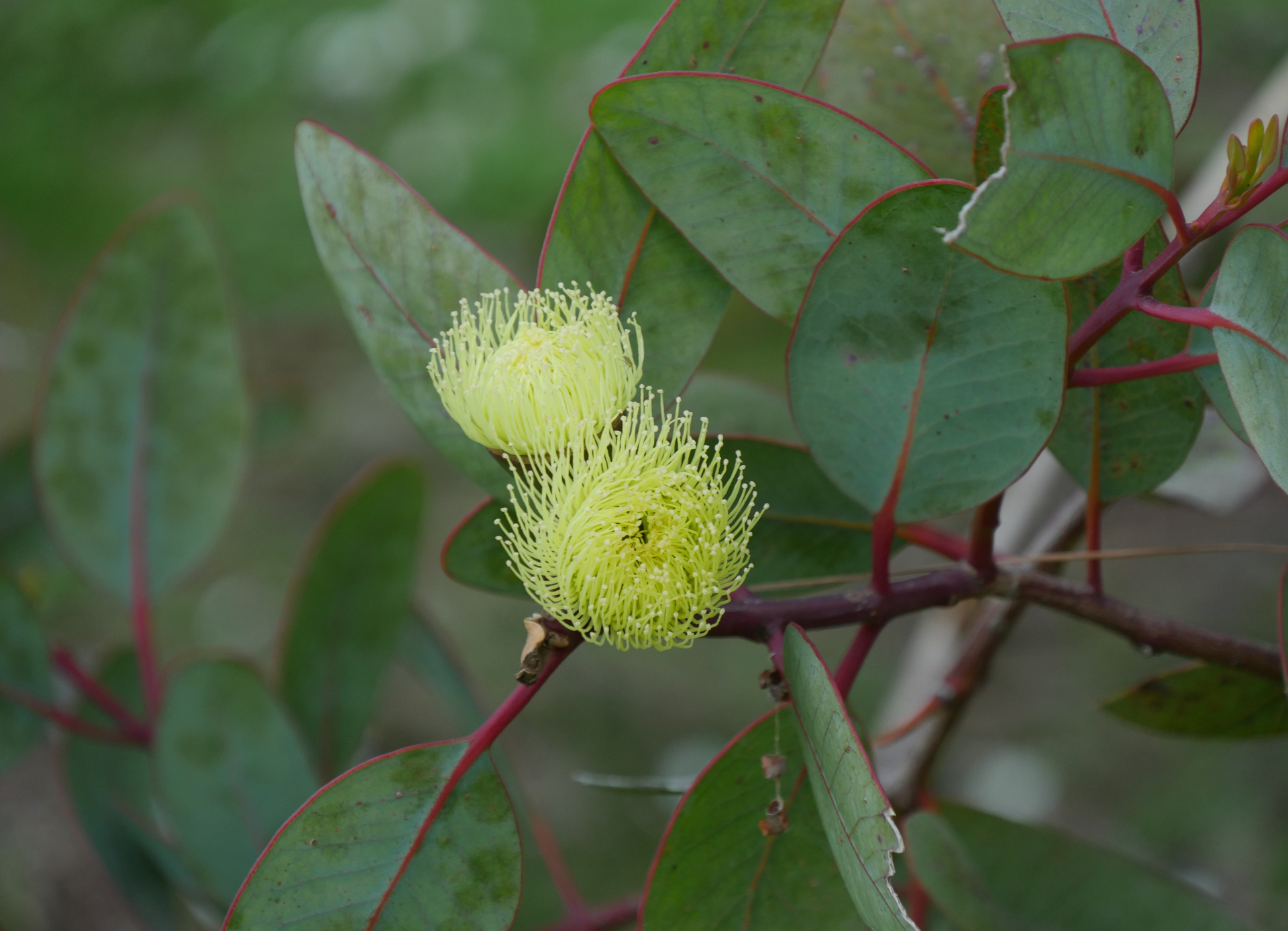 flor de eucalipto