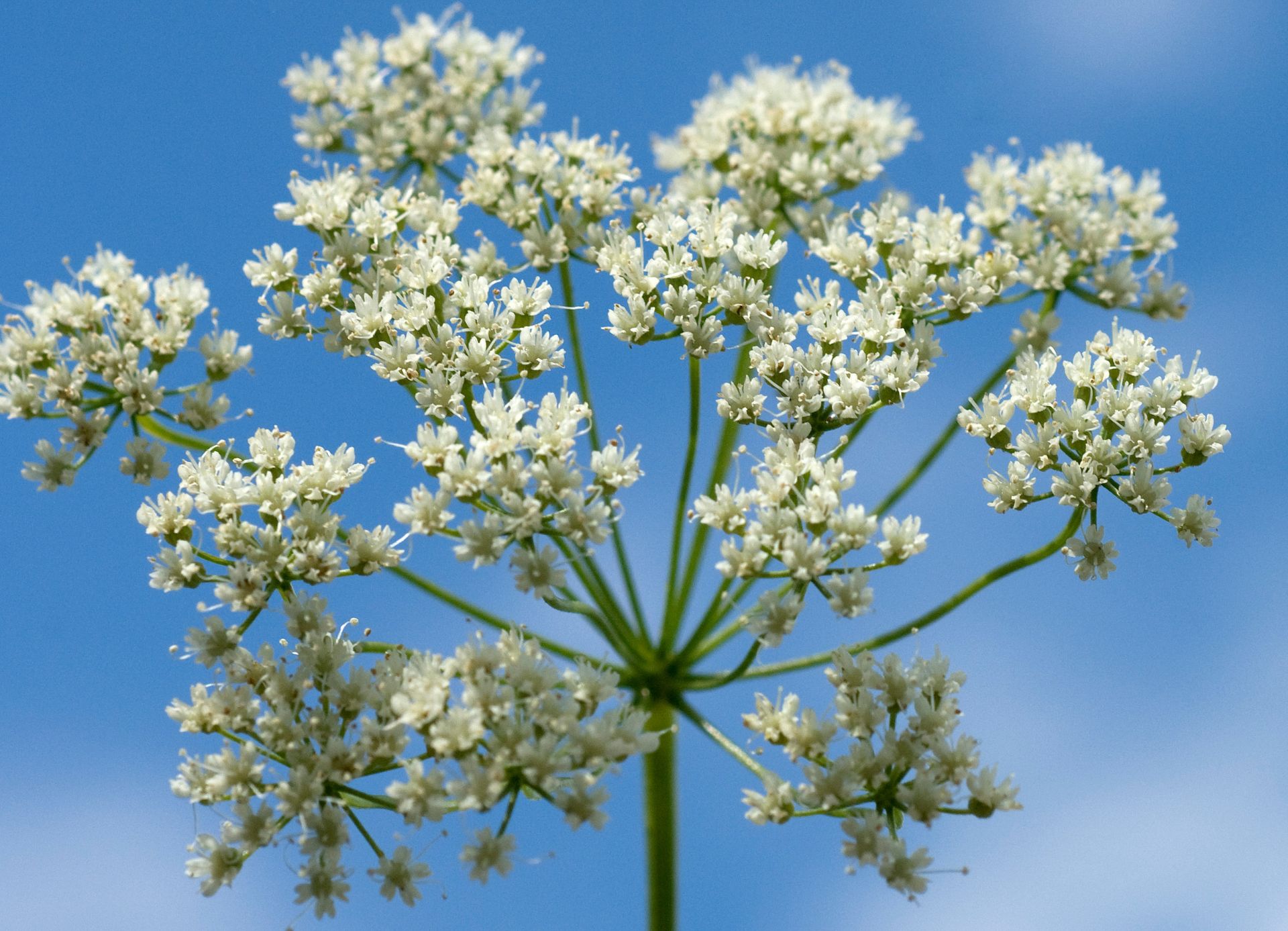 Flor de Anís