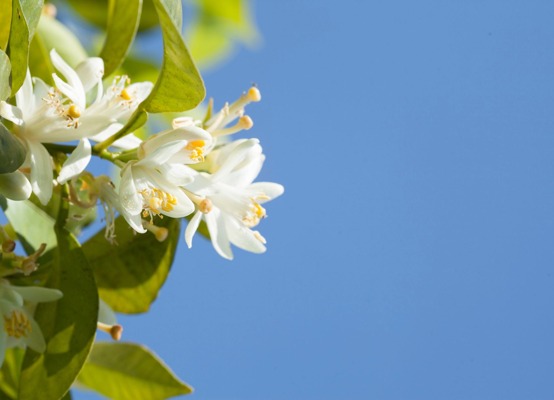 flor de Miel de azahar